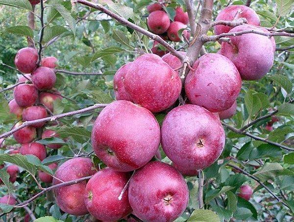 Обзор лучших сортов яблони для Беларуси - фото