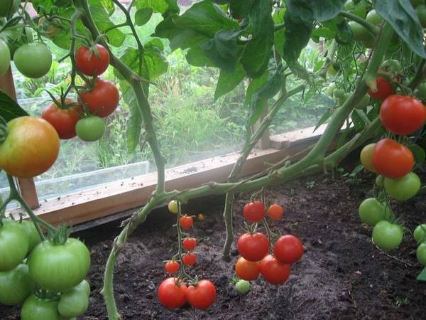 Выращиваем помидоры по методу Октябрины Ганичкиной с фото