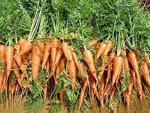 Что посадить рядом с морковью? с фото