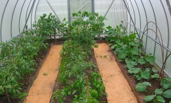 Совместимость овощей в теплице - залог богатого урожая - фото