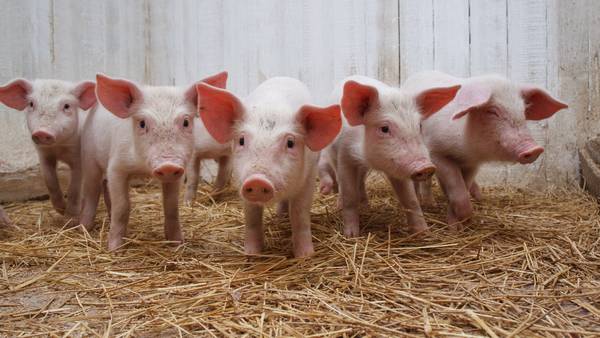 Почему так популярно свиноводство и с чего стоит начать? с фото