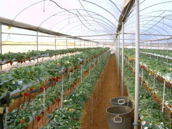 Выращивание клубники в теплице круглый год: технология, сорта, урожайность, ... - фото