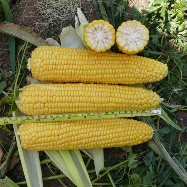 Возделывание кукурузы на зерно по традиционной технологии и по технологии н ... - фото