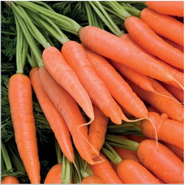 Правильное выращивание моркови и уход: рыхление, прореживание, полив, подко ... - фото