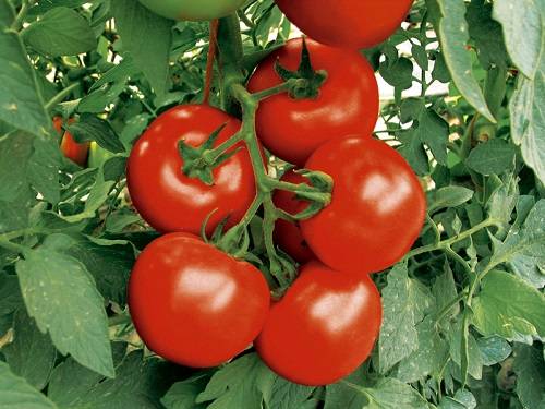 Технология выращивания томатов в теплице с фото