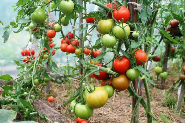 Один из лучших тепличных сортов - томат Благовест - фото