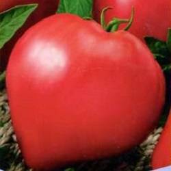 Томаты Бычье сердце: характеристика сорта и правила агротехники с фото