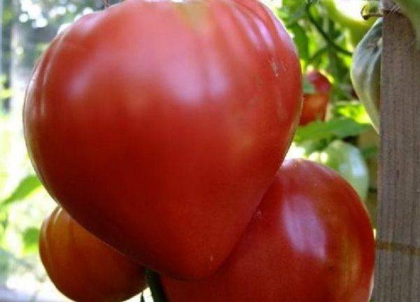 Малиновые томаты Мазарини: характеристика и описание сорта с фото