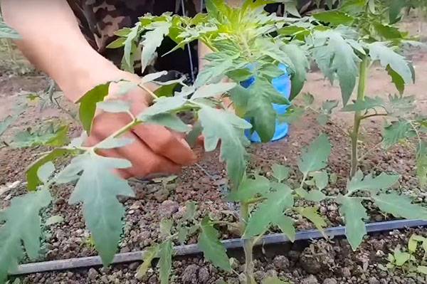 Подвязывание растений в теплице с фото