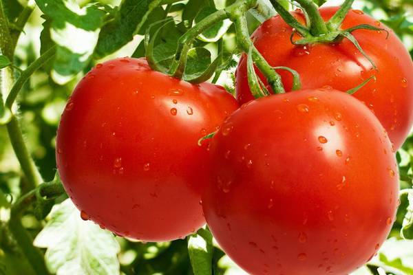 Самые сладкие и лучшие сорта томатов для теплиц - фото