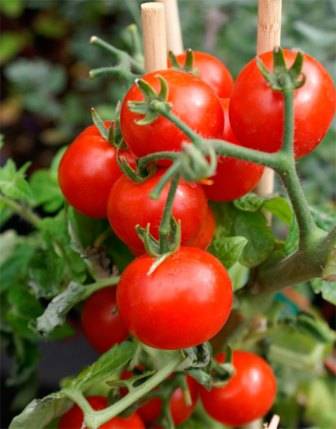 Основные принципы выращивания томатов в теплицах - фото