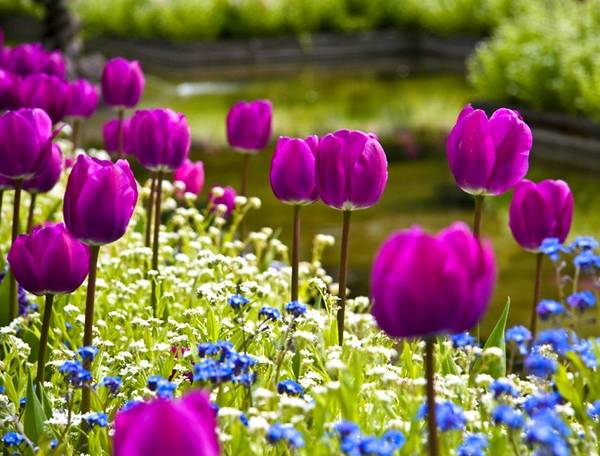 Нежные цветы тюльпаны: посадка и уход себе на радость с фото