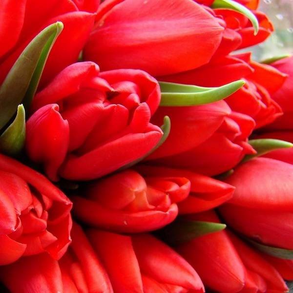 Удобрения для тюльпанов - чем рекомендуется подкармливать тюльпаны? - фото