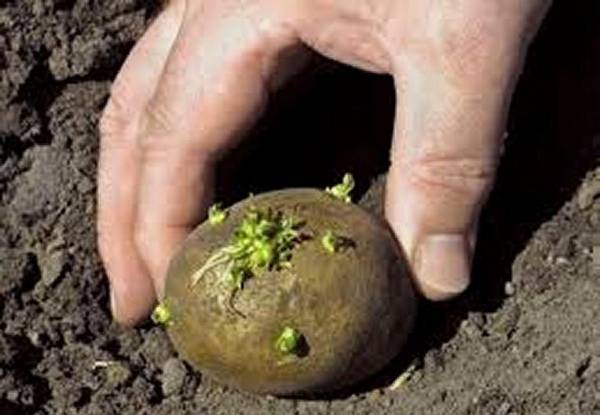 Какие удобрения вносить при посадке картофеля в лунки - фото