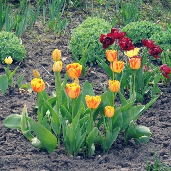 Как ухаживать за тюльпанами от первых ростков до увядающих цветков - фото
