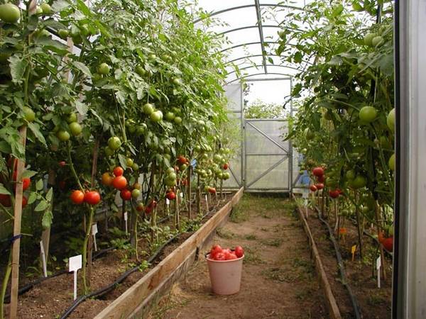 Лучшие и самые урожайные сорта томатов для теплиц - фото