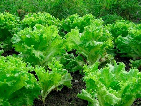 Обзор видов и сортов зеленых салатов - фото