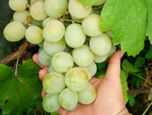 Характеристика сорта винограда Кеша с фото