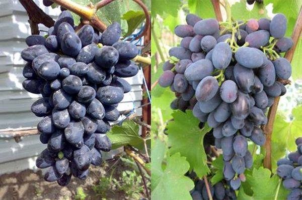 Описание и выращивание столового сорта винограда Кодрянка - фото