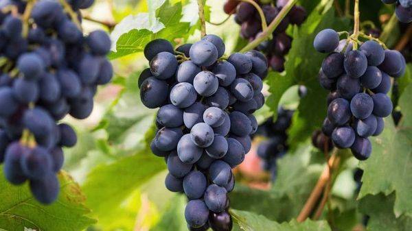 Особенности выращивания винограда винного сорта Саперави - фото