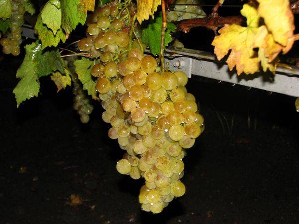 Лучшие столовые и технические сорта винограда в Крыму - фото