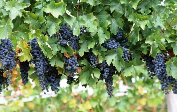Обзор лучших сортов винограда и особенности посадки в Сибири - фото