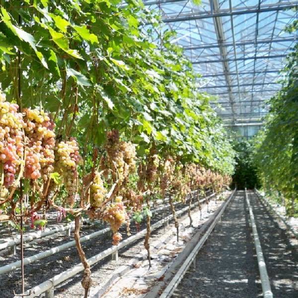 Виноград в теплице  особенности посадки и ухода - фото