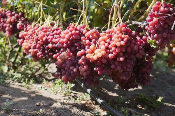 Выращивание бессемянного сорта винограда Велес с фото