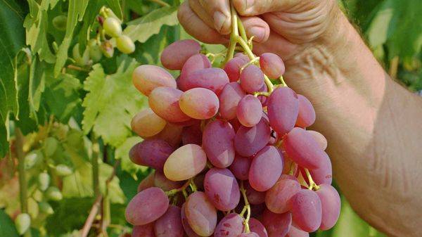 Выращивание столового сорта винограда Юбилей Новочеркасска с фото