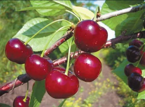 Описание морозостойкой сорта вишни Уральская рубиновая - фото
