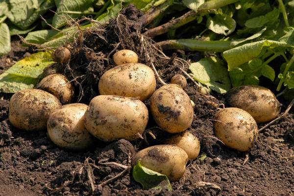 Методы борьбы с распространёнными вредителями картофеля - фото