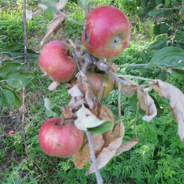 Наиболее опасные вредители яблонь, как с ними бороться - фото