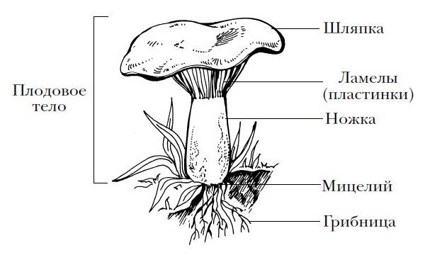 Как правильно и легко выращивать в теплице белые грибы с фото