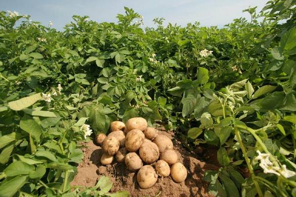 Все хитрости выращивания картофеля: традиционные и новые методы с фото