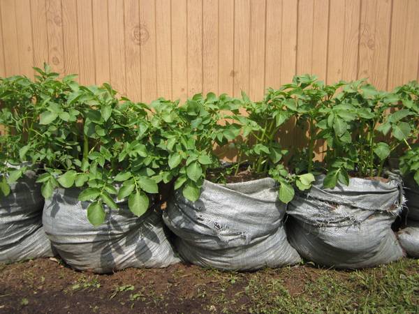 Мешок картошки - необычный способ выращивания, у которого есть свои преимущ ... - фото
