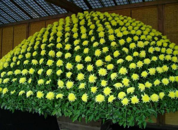 Как осуществляется выращивание хризантем в теплице? с фото