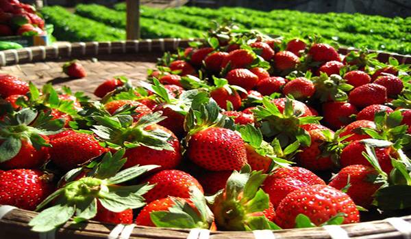 Выращивание клубники в открытом грунте или как получить большие сладкие ягоды? с фото