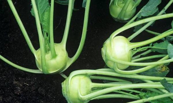 Выращивание капусты кольраби - фото