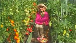 Выращивание рассады болгарского перца на даче - видео с фото