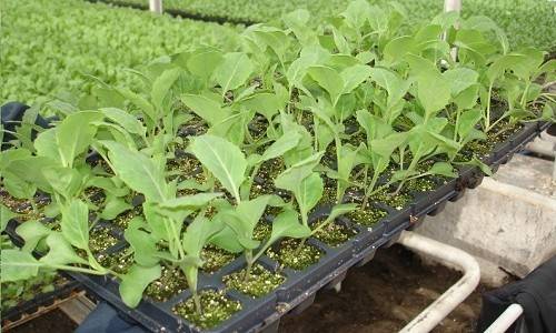 Выращивание рассады капусты разных видов - фото
