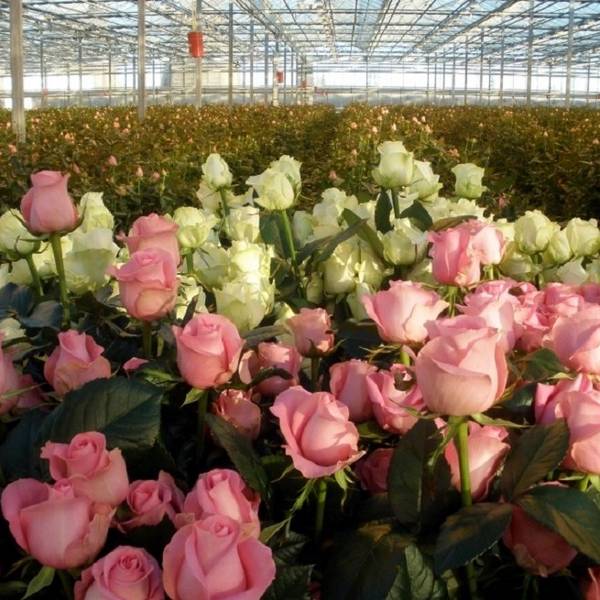 Розы на продажу  как выращивать розы, чтобы зарабатывать на них - фото