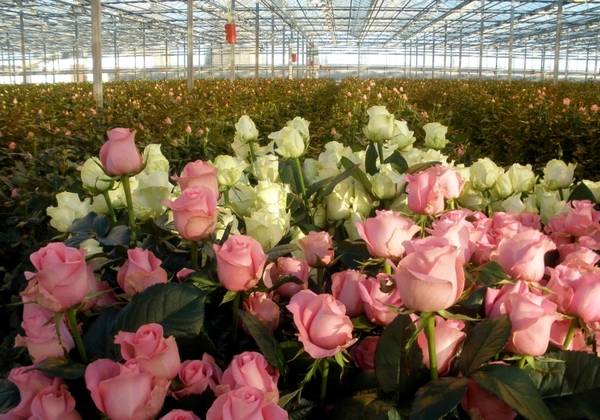 Как составить бизнес-план по выращиванию роз в теплице? - фото