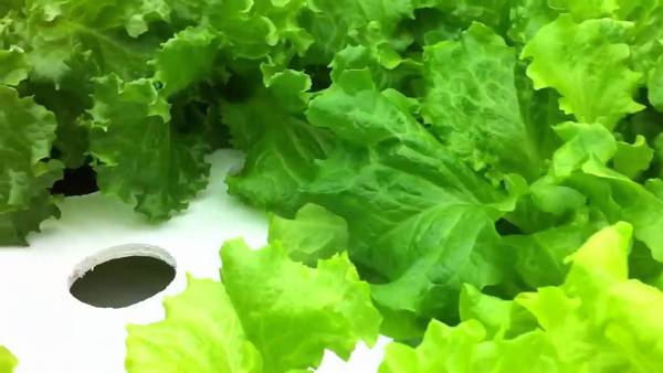 Выращивание салата на гидропонике - как способ построения бизнеса - фото