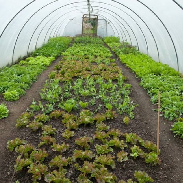 Выращивание салата в теплице зимой на продажу  основы начала бизнеса с фото