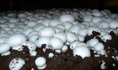 Как вырастить грибы в торфе - фото