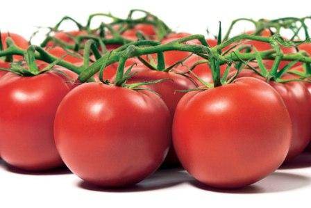 Особенности выращивания томатов в теплице из поликарбоната с фото