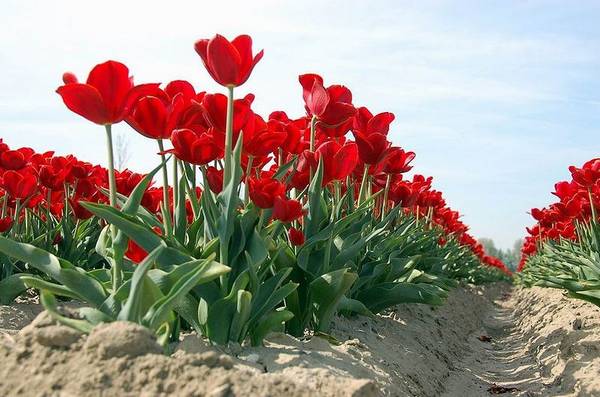 Грунт и теплица: как выращивать тюльпаны правильно? с фото