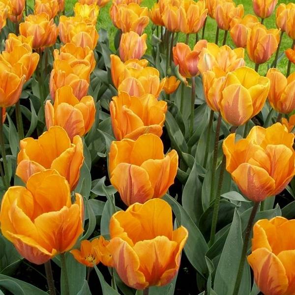 Чудесные тюльпаны в вашем саду  технология выращивания тюльпанов в открытом ... - фото