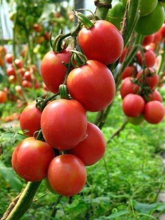Лучшие высокорослые сорта томатов для теплиц с фото