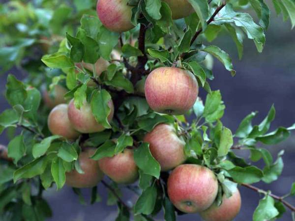 Описание и ухода за позднеосенней яблоней Бельфлер-китайка - фото